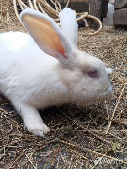 Кролик великан