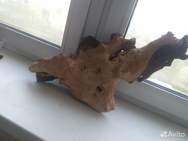 Коряга