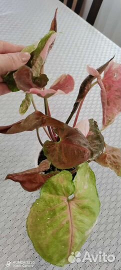 Сингониумы