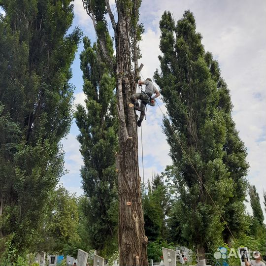 Расчистка участка от деревьев,кустарников