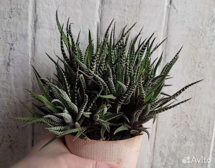 Хавотия (кактус, суккулент)