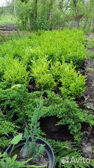 Самшит вечнозеленый (Buxus sempervirens L.)
