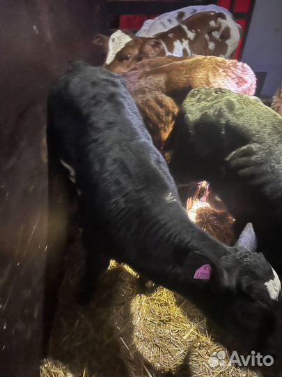 Отборные телята бычки быстрая доставка