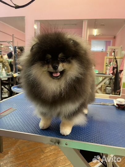 Груминг собак, кошек.Экспресс-линька,чистка зубов