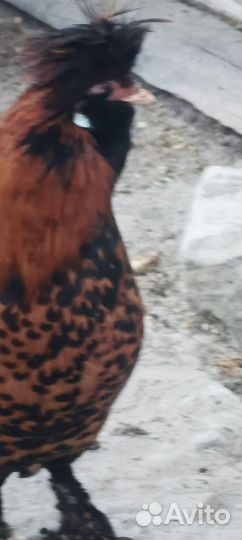 Петушки павловское золото и серебро