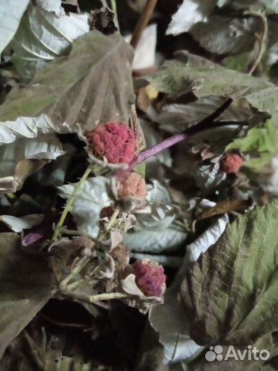 Малина лист сушеный