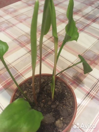 Комнатное растение в горшочке