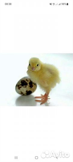 Цыплята перепёлки