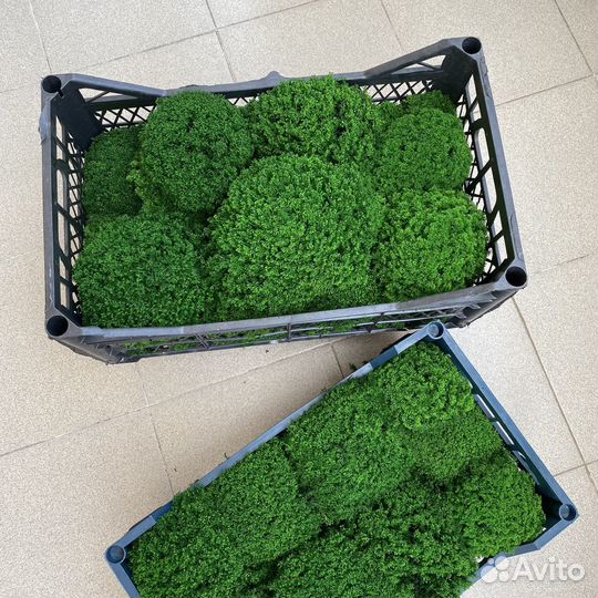 Стабилизированный мох