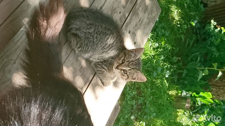 Котята макрель