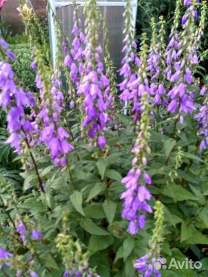 Садовые многолетние цветы, кустарники