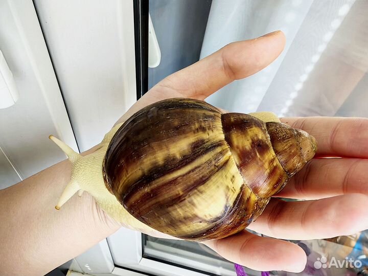 Улитки Архахатина сп Бенин