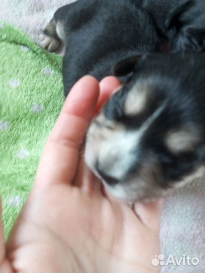 Щенки английского кокер спаниеля