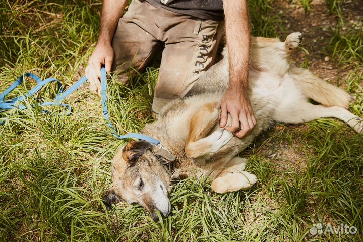 В добрые руки мудрая собака Пельмеша