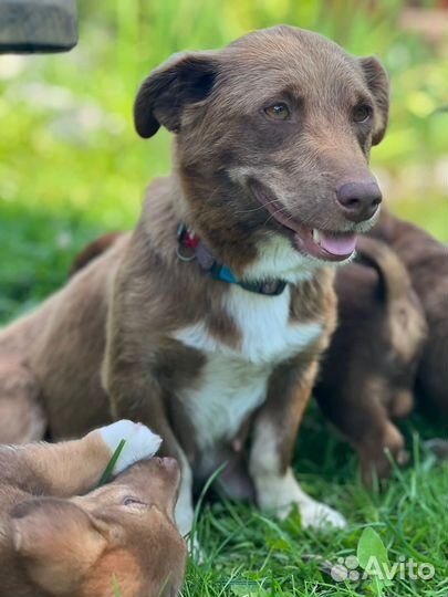 Собака в добрые руки