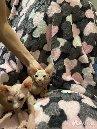 Канадский сфинкс котенок