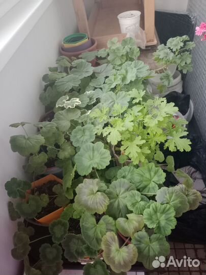 Пеларгония герань