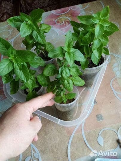 Кустовой кипрский пряный базилик