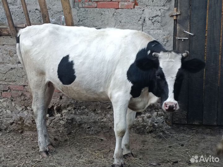 Корова стельная