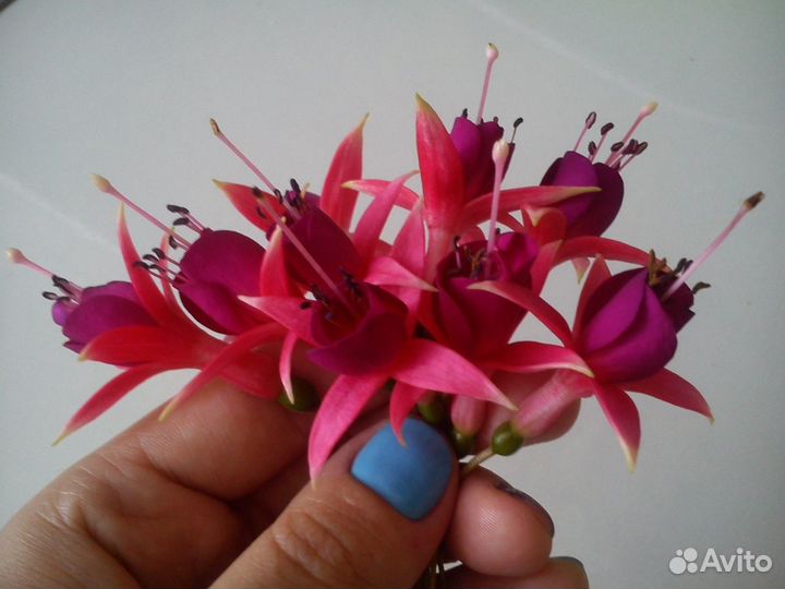 Фуксии кустовые