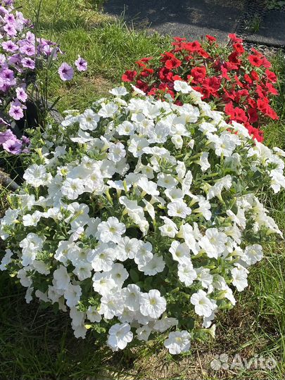 Семена петунии Opera supreme уп.5 шт опера