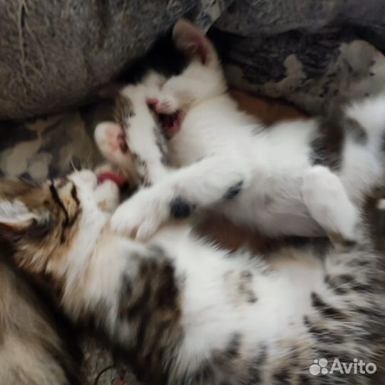 Кошки в добрые руки бесплатно