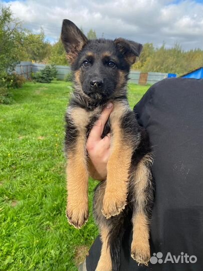 Щенки Немецкой овчарки