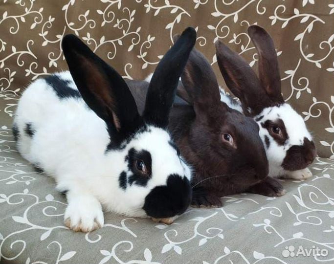 Нпв строкач