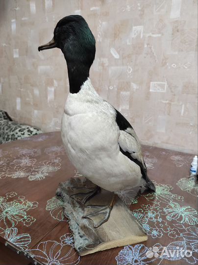 Чучело птицы