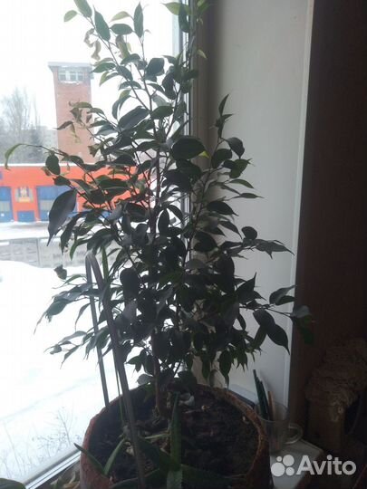 Фикус бенджамина большой с Алое-вера