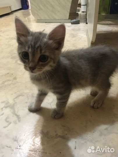 Для котёнка (мальчик) нужен заботливый друг.Найден