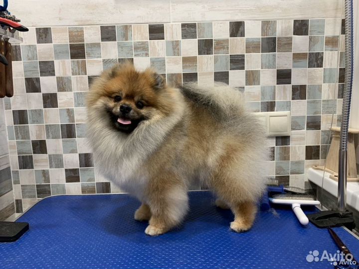 Стрижка кошек и собак. Ультразвуковая чистка зубов