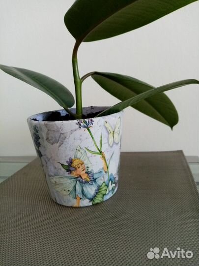 Фикус с горшком