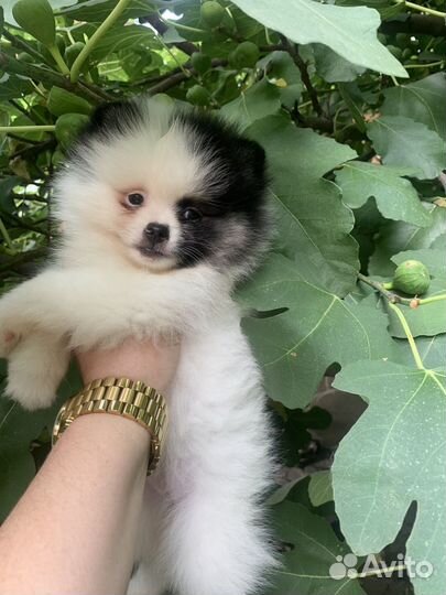 Шпиц девочка триколор