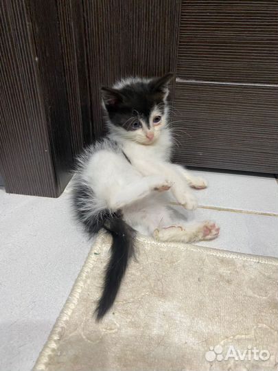 Котёнок девочка