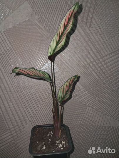 Калатея whiti star