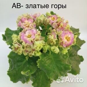 Фиалка ав-Златые горы