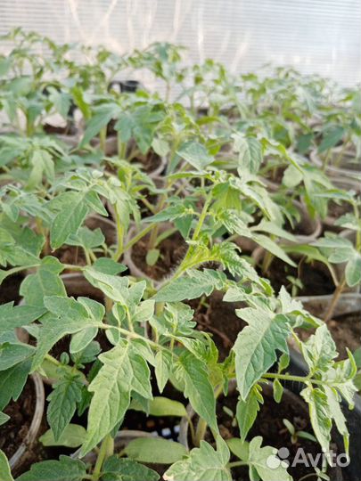 Рассада томатов