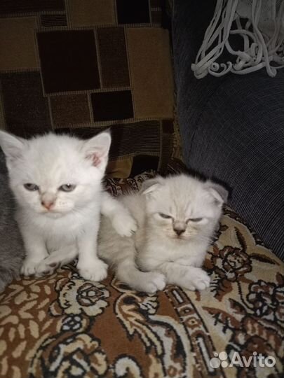 Шотландская вислоухая кошка