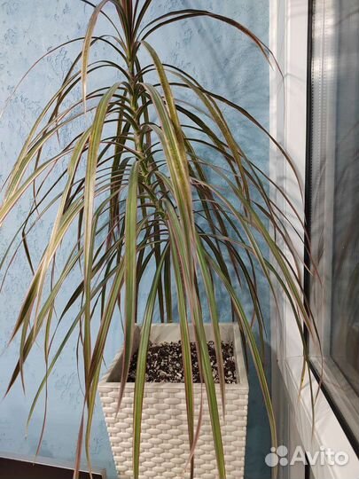 Пальма драцена