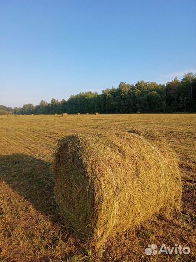 Продам сено в рулонах