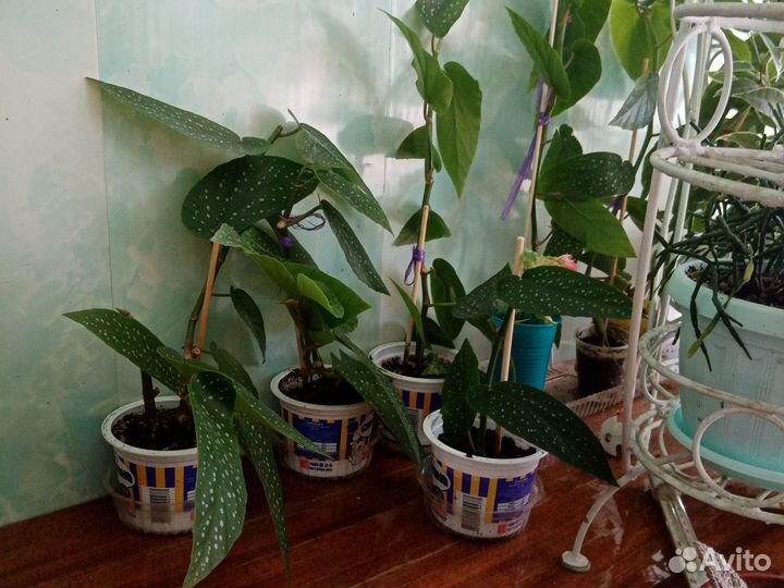 Бегония Крылья ангела