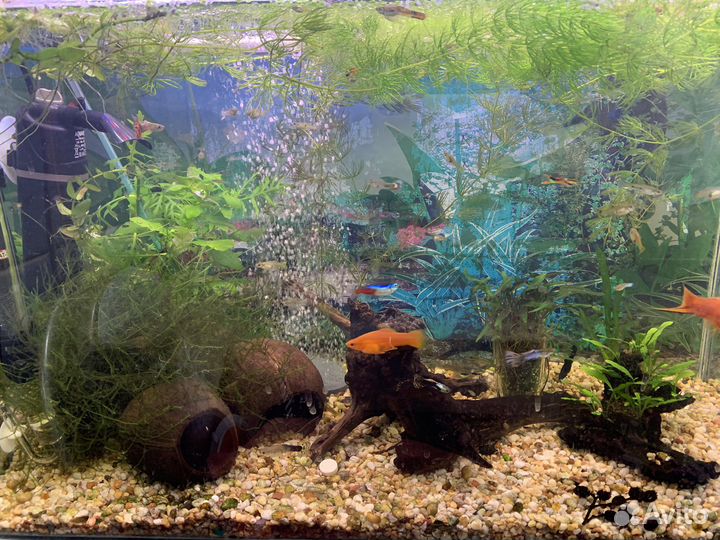 Кокосы в аквариум (декорации в аквариум)