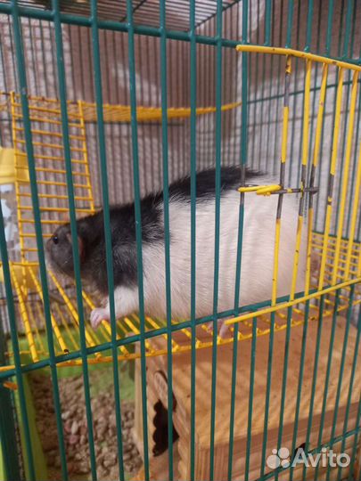 Крыс с клеткой