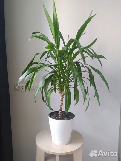 Юкка пальма растение