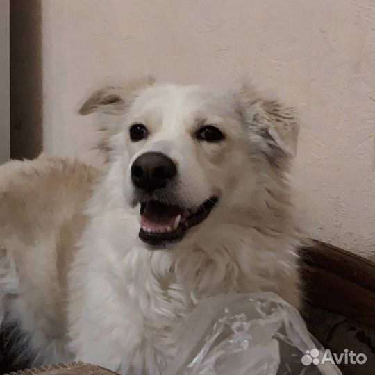 Собачка в добрые руки