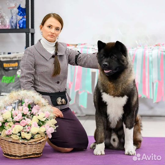 Хендлер. грумер. стрижка собак,кошек