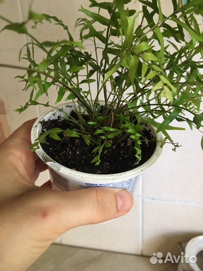 Папоротник 