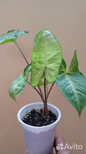 Комнатные растения и цветы