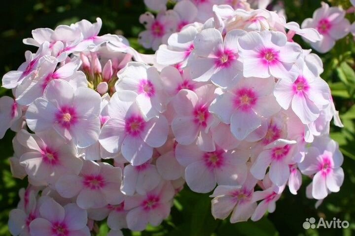 Флокс метельчатый Европа